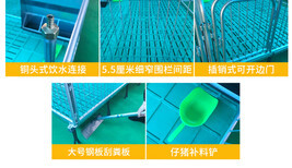 云浮猪场现代化养殖 从塑料地板到实木地板的保育栏革新